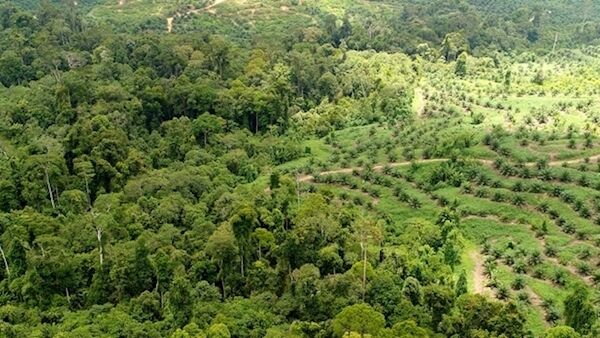 Palm oil plantation next to forest in Malaysia. Photo: Sol Milne, Author provided Palm oil plantation next to forest in Malaysia. Photo: Sol Milne, Author provided
