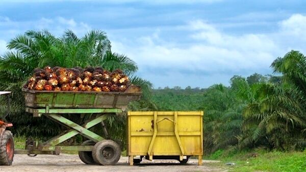 Palm oil crops in Borneo. Rainforest Action Network/Flickr., CC BY-NC Palm oil crops in Borneo. Rainforest Action Network/Flickr., CC BY-NC