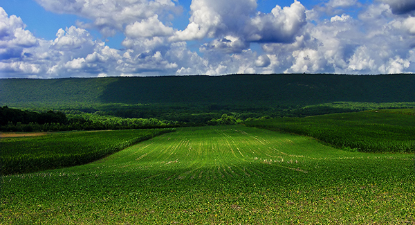 Readers' blog: We could be a leader in green food production