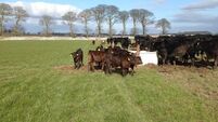 Teagasc advice for cattle farmers: Costs €480-900 to keep a suckler cow