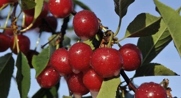 As well as using tart cherries Munster also use a turmeric cold-pressed juice. Turmeric is really potent and beneficial from an anti-inflammatory point of view. Picture: Getty