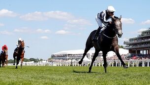 Alpha Centauri heads HRI Horse of the Year nominees