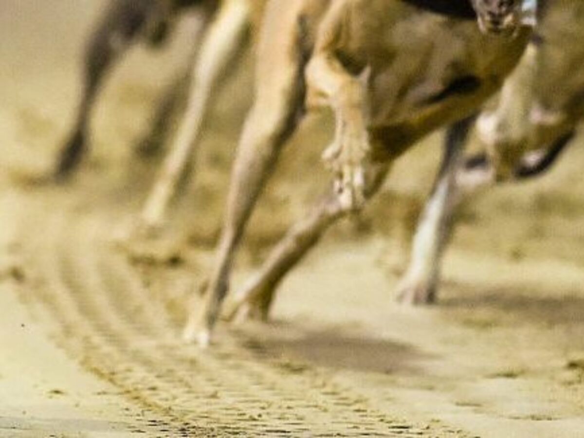 How Old Is Dog Racing