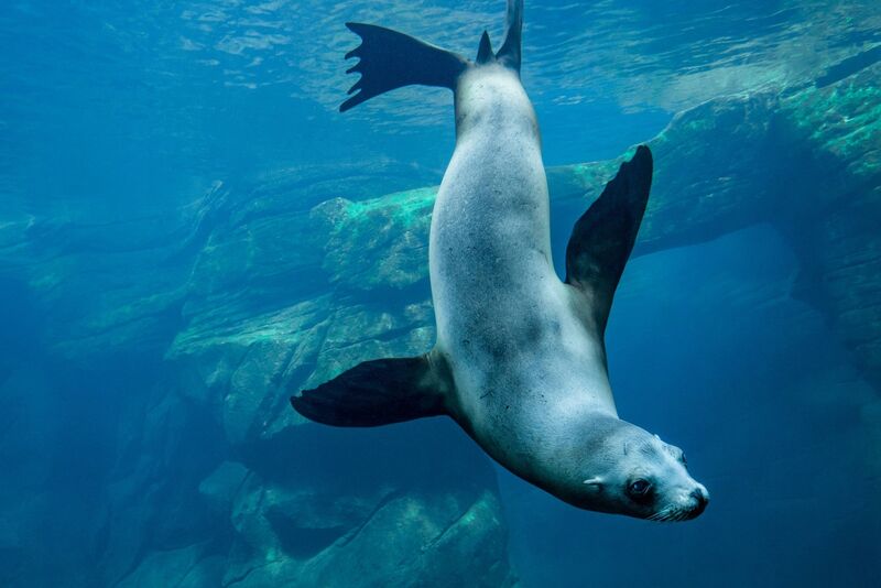 Performing sea lions are a flagship attraction at Nausicaá.