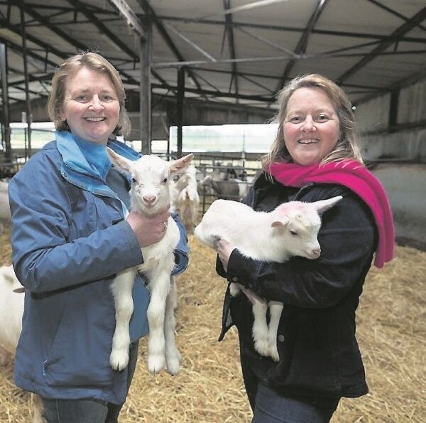 Siobhán ní Gharbhaith owns and operates St Tola Goat’s Cheese, in Inagh, Co Clare, while her sister, Sinéad ní Gharbhaith is the proprietor of The Cheese Press deli/cafe, in Ennistymon, Co Clare. Siobhán is five years older than Sinéad.