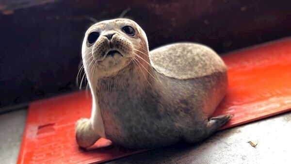 Orphaned seals playing in the bathtub