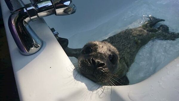Orphaned seals playing in the bathtub