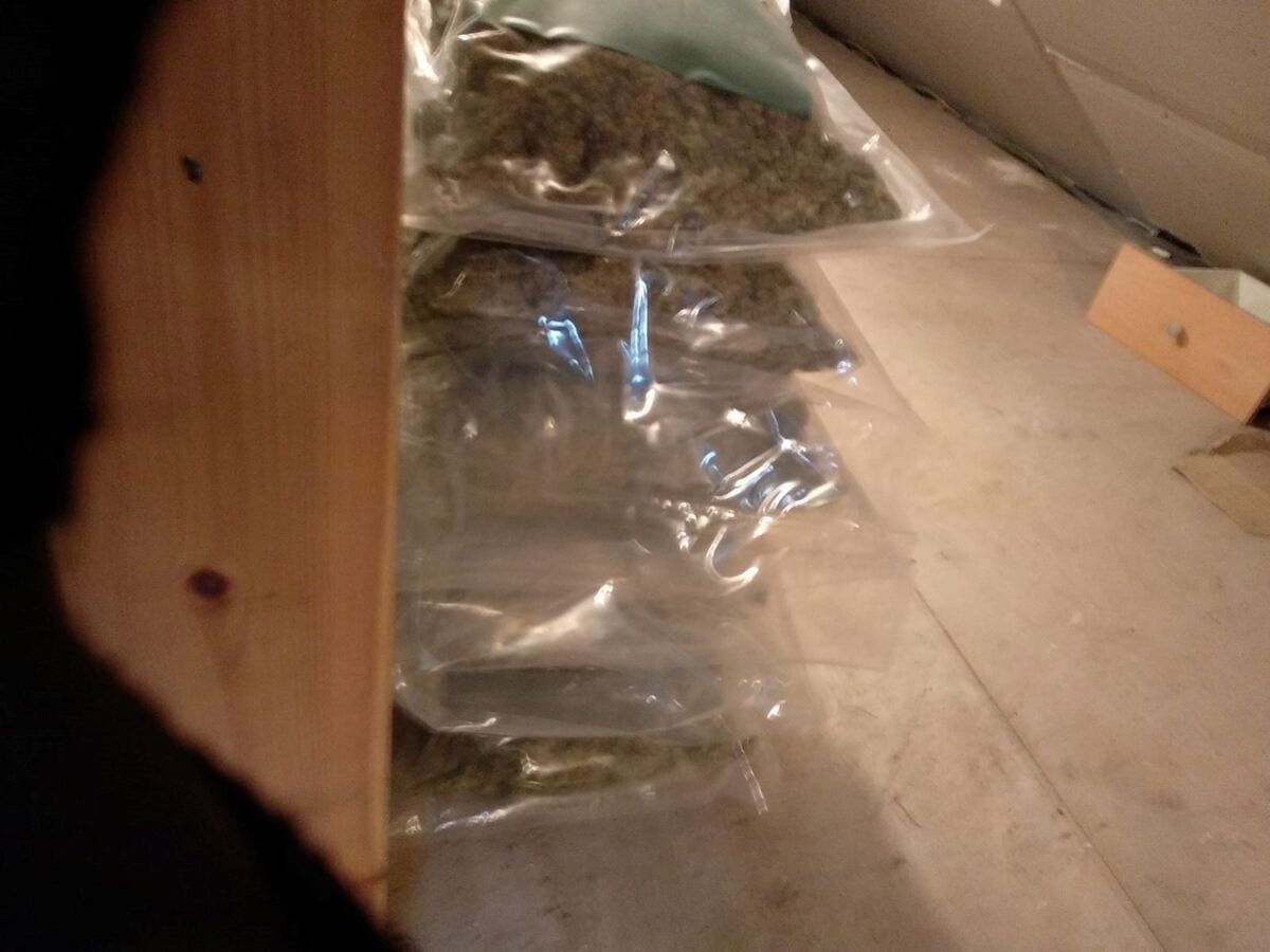 The cannabis that was seized today. Pic: Grada Press Office.