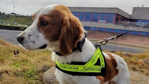 Detector dog Gus Detector dog Gus