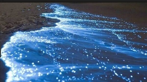A file photo of the algal blooms or Night Light. A file photo of the algal blooms or Night Light.