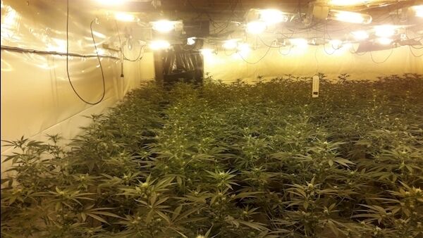 The cannabis grow house at Tinarana House. Photo: An Garda Síochána