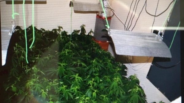 Man due in court in connection with discovery of Dundalk grow house