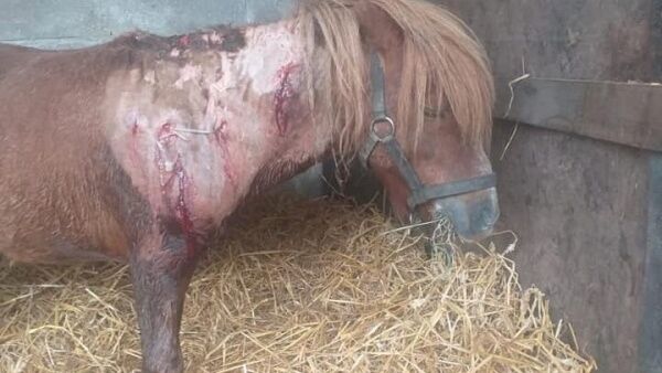 Some of the damage suffered by Mikey the pony