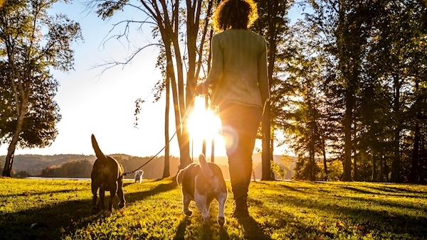 Buying dogs online could be banned under new measures