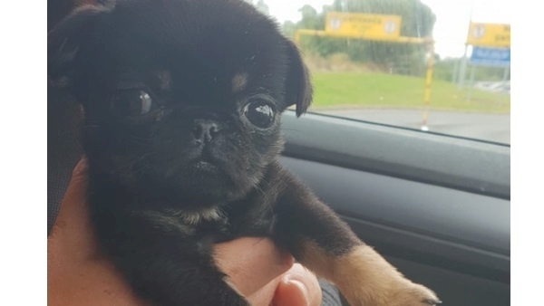 Pug found dumped in plastic bag in Meath