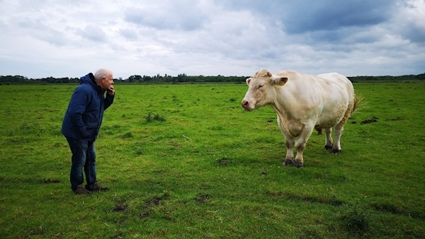 Beef encounter: Happy end to tale of Benjy the gay bull