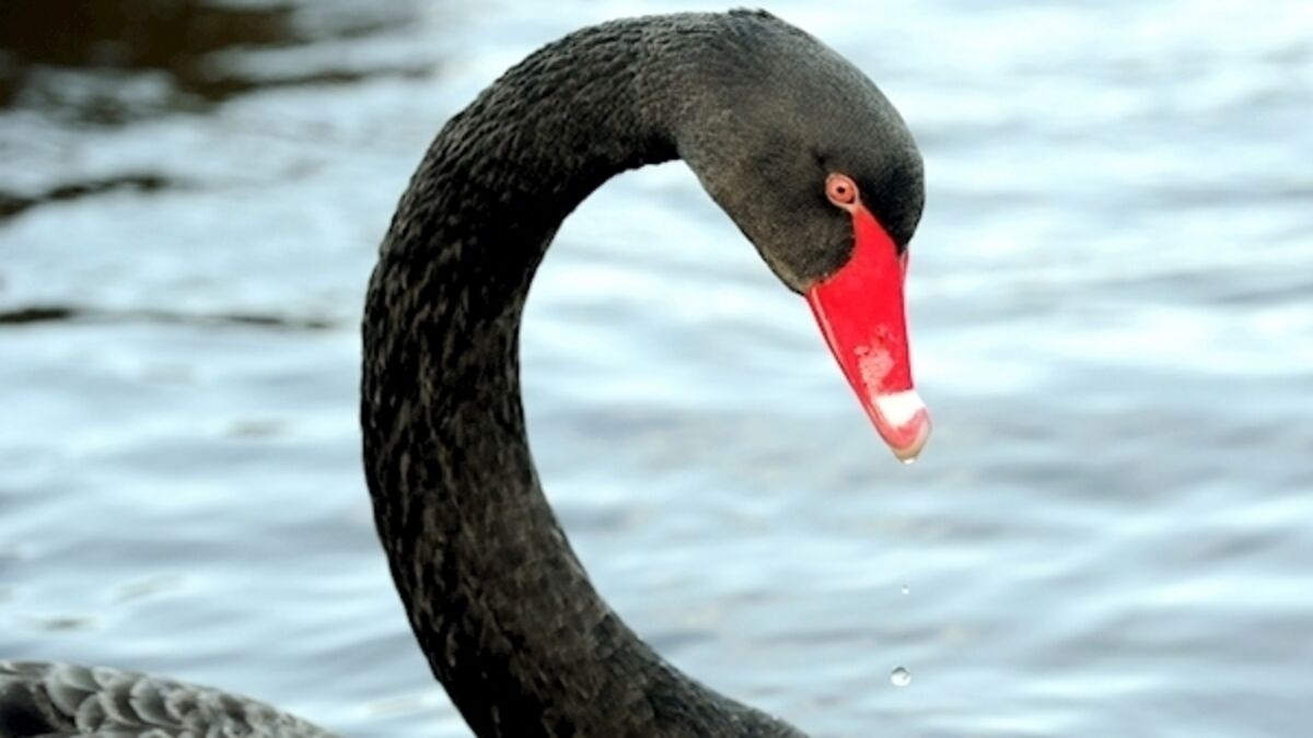 Elegant plumage of rare black