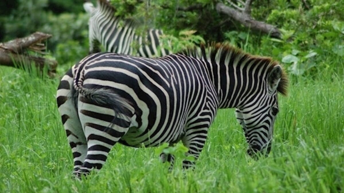 Why do zebras have stripes?