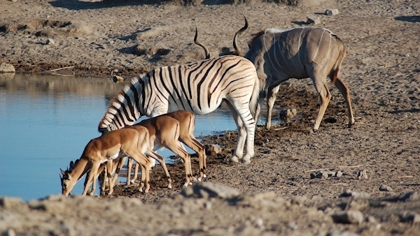 Nature red in tooth and claw in Namibia