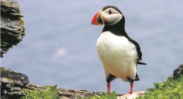 Donal Hickey: Puffins not out of puff