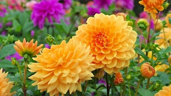 Guard your dahlias against spider mite by treating them every 10 days using a horticultural soft soap. Picture: iStock/PA
