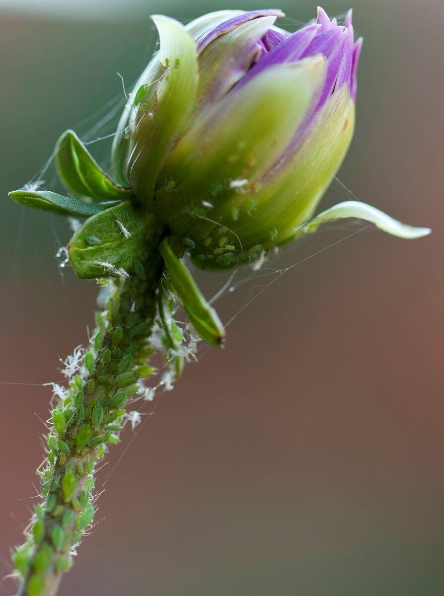 Aphids on a dahlia. Picture: iStock/PA