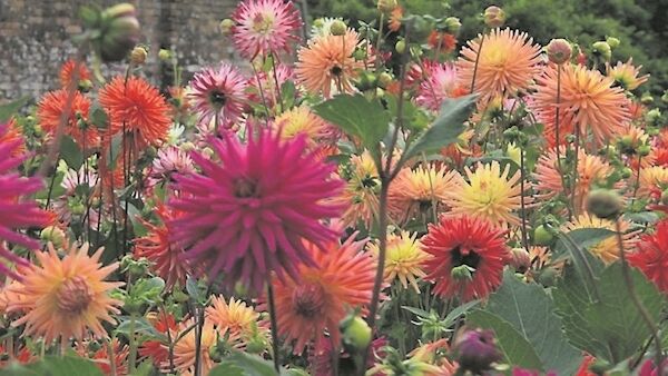 Dahlias at the Lost Gardens of Heligan, where The Cornish Dahlia Society staged its annual show last weekend. Picture: James Stephens/PA