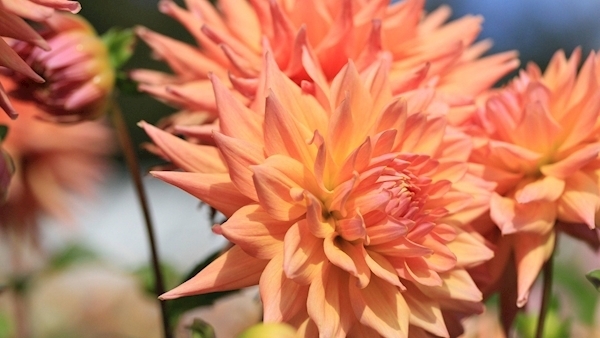 Diva dahlias steal the show