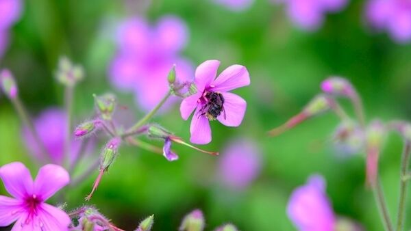 Geranium palmatum pictured at the garden of Mary Byrne in Glounthaune which will be open on Sunday, July 14, in aid of Enable Ireland. Picture: John Allen