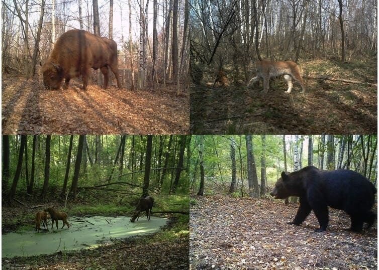 European bison (Bison bonasus), boreal lynx (Lynx lynx), moose (Alces alces) and brown bear (Ursus arctos) photographed inside Chernobyl Exclusion Zone (Ukraine). Proyecto TREE/Sergey Gaschack European bison (Bison bonasus), boreal lynx (Lynx lynx), moose (Alces alces) and brown bear (Ursus arctos) photographed inside Chernobyl Exclusion Zone (Ukraine). Proyecto TREE/Sergey Gaschack