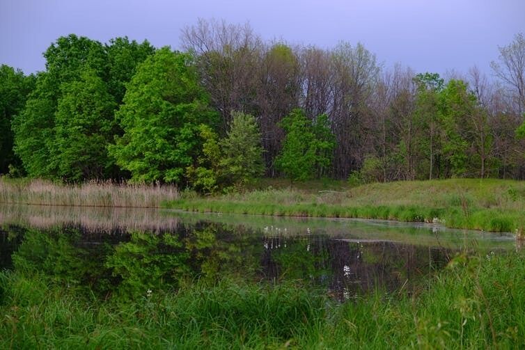 Forest and meadows inside Chernobyl Exclusion Zone (Ukraine). May 2016. Germán Orizaola Forest and meadows inside Chernobyl Exclusion Zone (Ukraine). May 2016. Germán Orizaola