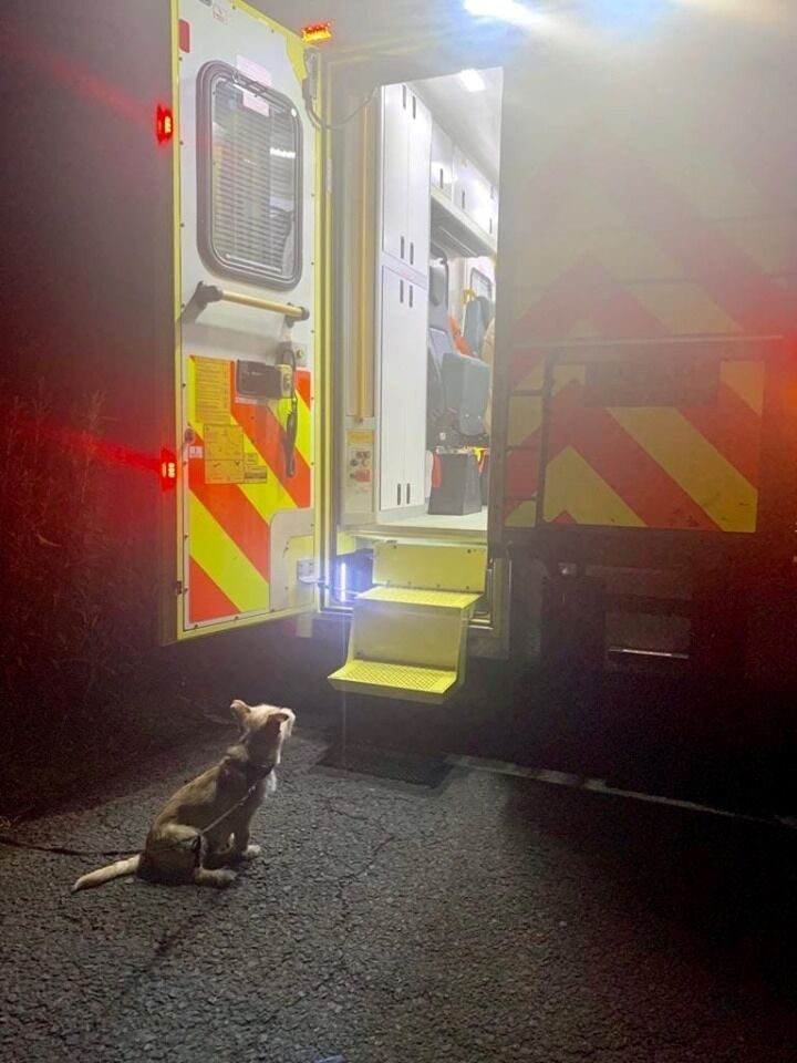 Jack checking in on his owner in the ambulance. Photo An Garda Síochána Laois Offaly via Facebook.