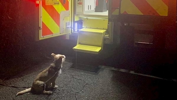 Man's best friend: Loyal dog refused to leave owner's side after fall