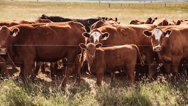 We could cut down on our meat consumption.