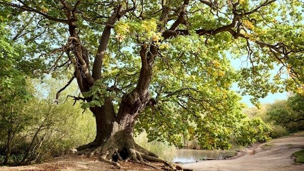 Oak tree: Recycling paper could save trees like this in our forests.
