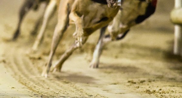 Letter to the Editor: It’s time to dismantle greyhound industry