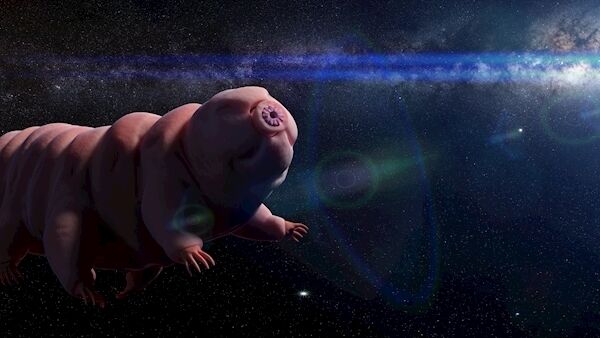 A tardigrade. Picture: iStock A tardigrade. Picture: iStock