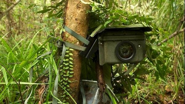A camera-trap is placed for clouded leopards in the rainforests of Borneo. Using expert advice, the team identified pathways that the animals were using, eventually resulting in the shot seen in the opening of the Jungles episode.