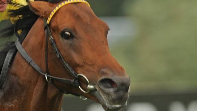Stars heads Champion contenders