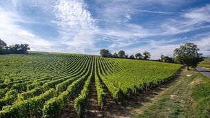 Wine with Leslie Williams: Bottles from the Loire Valley