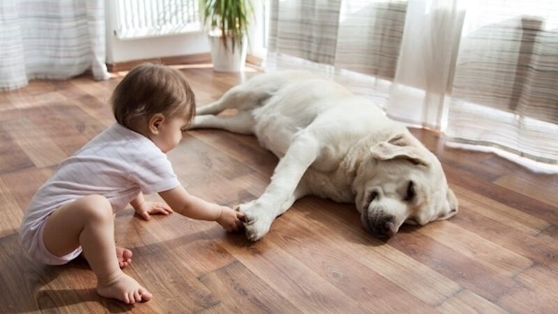 Children often misread fear in dogs – making a bite more likely Children often misread fear in dogs – making a bite more likely