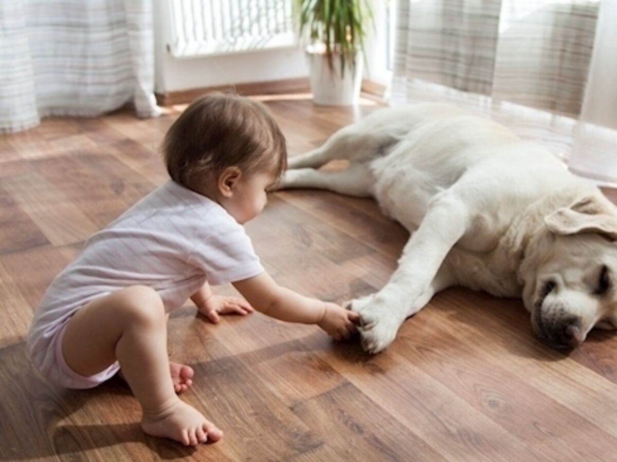 Do Dogs Their Babies