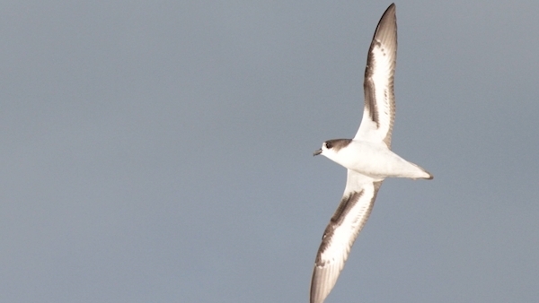 Back from the dead: The Bermuda petrel was thought extinct for nearly 400 years
