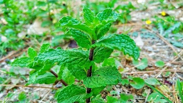 Mentha arvensis, the corn mint, field mint, or wild mint, is a species of flowering plant in the mint family Lamiaceae. Mentha arvensis, the corn mint, field mint, or wild mint, is a species of flowering plant in the mint family Lamiaceae.