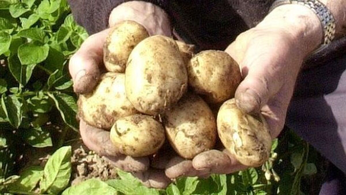 Potato variety makes first return to Ireland since famine