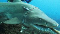 Conservationists propose regulation of shark trade