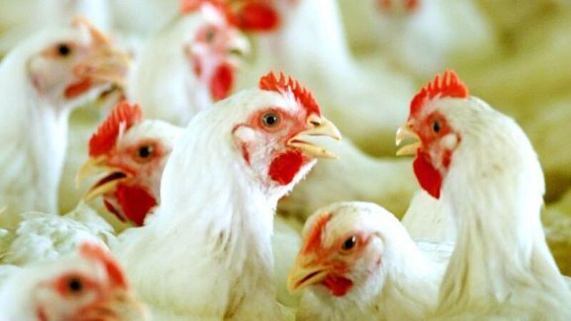 New strain of bird flu claims first human victims New strain of bird flu claims first human victims
