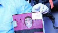 Iran 'launches monkey into space'