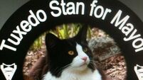 Cat running for mayor