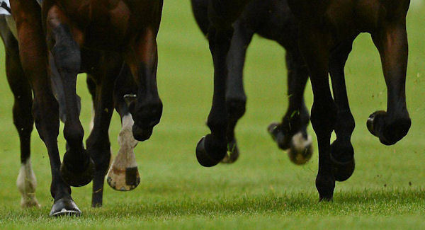 High hopes for Leopardstown